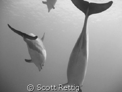 Spinners     Big Island by Scott Rettig 